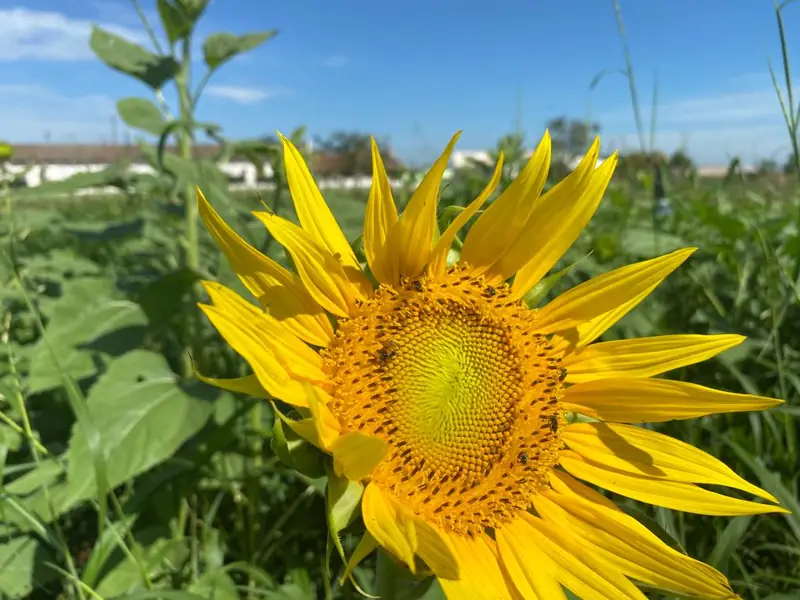 Flor de girassol em close, em cultivo acompanhado pela AgriJr